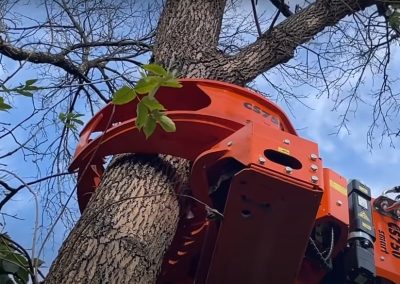 Tree Maintenance Service