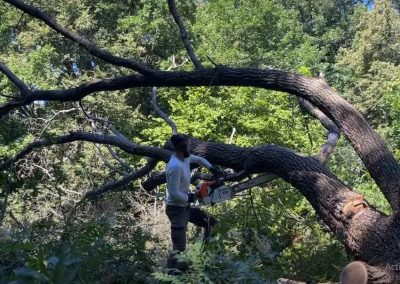 Tree Removal Evanston