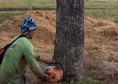 Tree Service Evanston