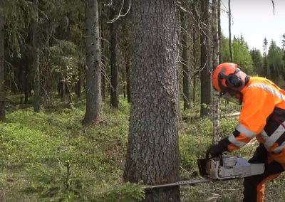 Evanston Tree Maintenance