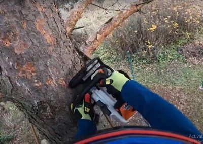Tree Care Service