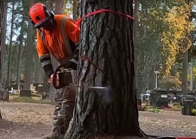Evanston Tree Removal Service